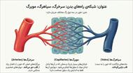 درسنامه فصل 14 علوم هفتم (گردش مواد)